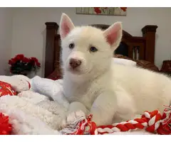 2 Males and 1 female pure white Husky for sale