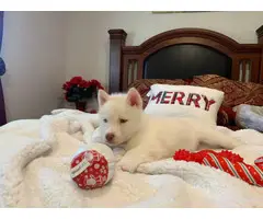 2 Males and 1 female pure white Husky for sale