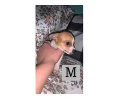 5 Chihuahua babies ready for a new home