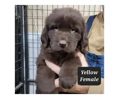 6 AKC registered Newfoundland puppies for sale