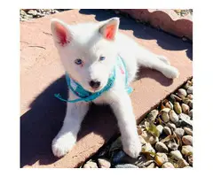 Precious white blue eyes husky puppy