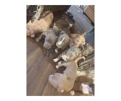 Gorgeous Pitbull puppies 5 Females and 2 males Available