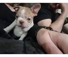 2 Frenchton puppies available