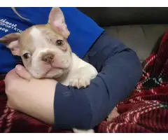 2 Frenchton puppies available - 2