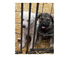 Beautiful registered German Shepherd puppies - 5