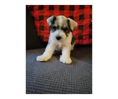 Mini Schnauzer puppies for sale