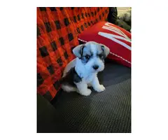 Mini Schnauzer puppies for sale
