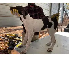 3 Akc German Shorthaired Pointers for Sale