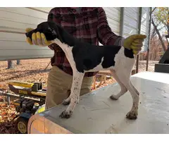 3 Akc German Shorthaired Pointers for Sale