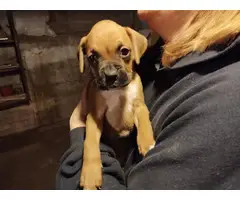 5 Boxer puppies needing a new home