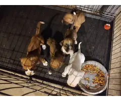 5 Boxer puppies needing a new home