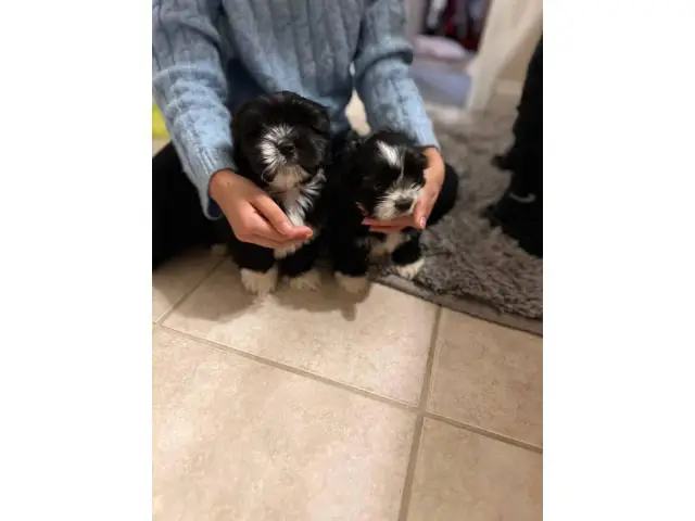 8 weeks old ShihTzu puppies for sale - 1/4