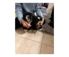 8 weeks old ShihTzu puppies for sale - 1
