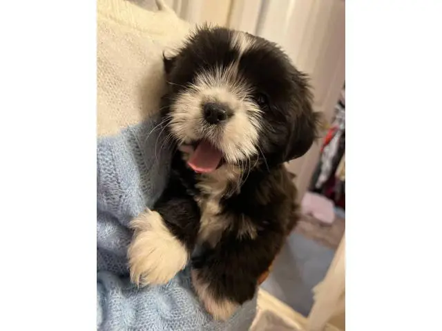 8 weeks old ShihTzu puppies for sale - 2/4