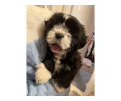 8 weeks old ShihTzu puppies for sale - 2