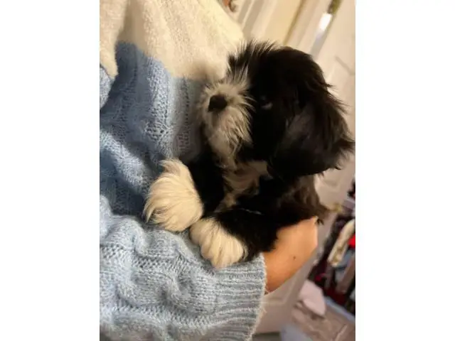 8 weeks old ShihTzu puppies for sale - 3/4