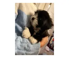 8 weeks old ShihTzu puppies for sale - 3