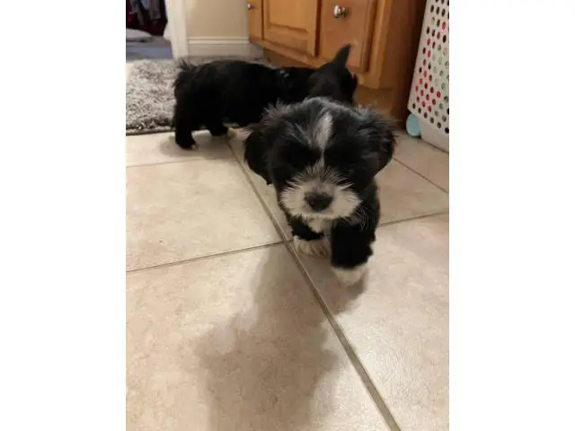 8 weeks old ShihTzu puppies for sale - 4/4