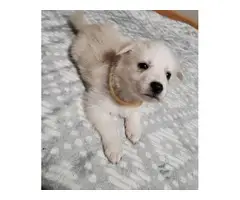 Pyrenees Husky Mix Puppies for Sale