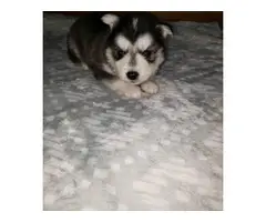 Pyrenees Husky Mix Puppies for Sale