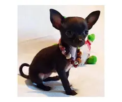 Female Chihuahua/Fox terrier puppy - 4