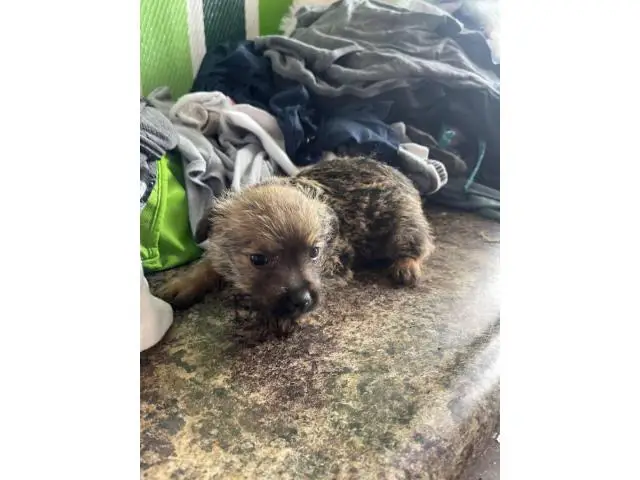 5 Chorkie puppies for sale - 2/12