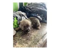 5 Chorkie puppies for sale - 2