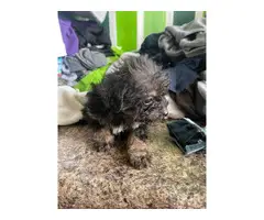 5 Chorkie puppies for sale