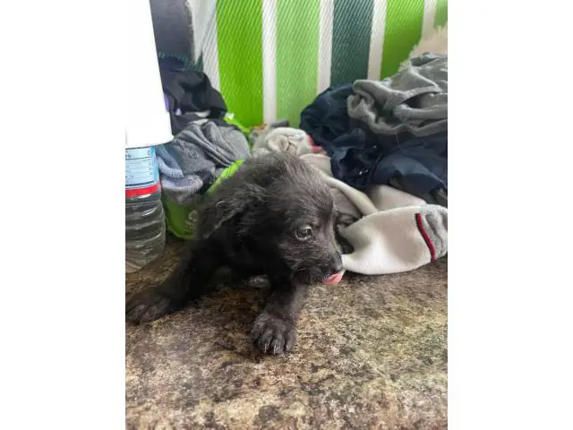 5 Chorkie puppies for sale - 6/12