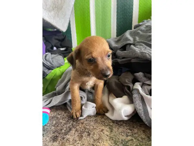 5 Chorkie puppies for sale - 12/12