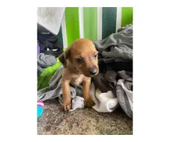 5 Chorkie puppies for sale