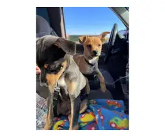2 Chihuahua Puppies for adoption