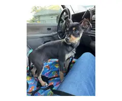 2 Chihuahua Puppies for adoption - 2