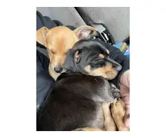2 Chihuahua Puppies for adoption - 4