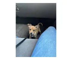 2 Chihuahua Puppies for adoption - 5