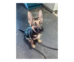 3 months old German Shepherd puppy - 4