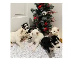 Pomsky puppy litter looking for loving home