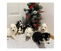 Pomsky puppy litter looking for loving home - 2