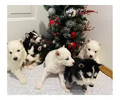 Pomsky puppy litter looking for loving home - 3
