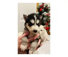 Pomsky puppy litter looking for loving home - 5