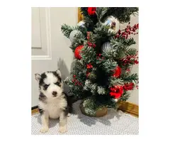 Pomsky puppy litter looking for loving home - 6