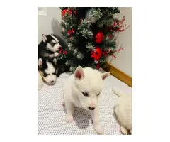 Pomsky puppy litter looking for loving home - 7