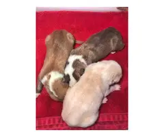 3 Central Asian Shepherd puppies for sale