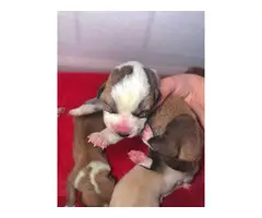 3 Central Asian Shepherd puppies for sale