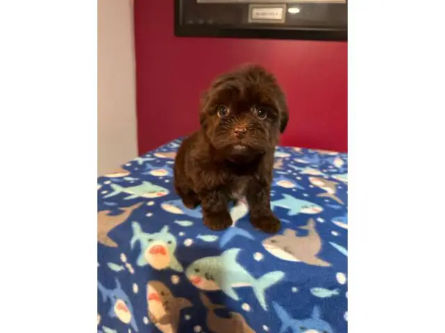 One male and one female Shih-tzu Yorkie mix puppies - 1/4