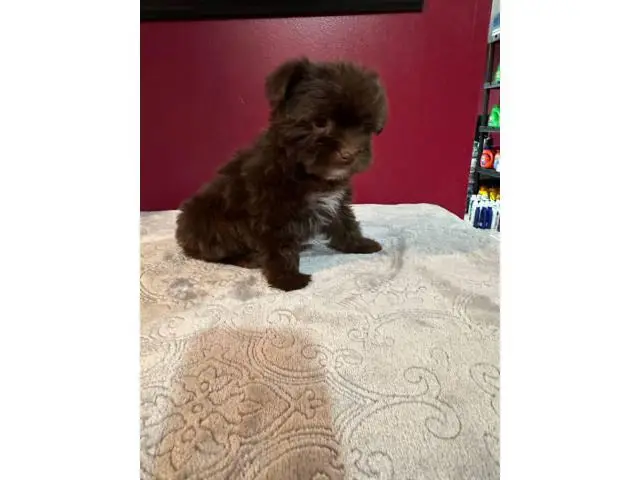 One male and one female Shih-tzu Yorkie mix puppies - 2/4