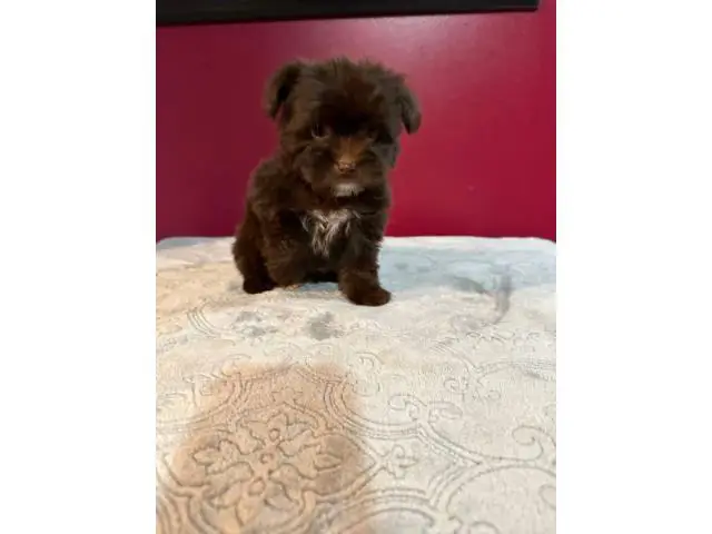 One male and one female Shih-tzu Yorkie mix puppies - 3/4