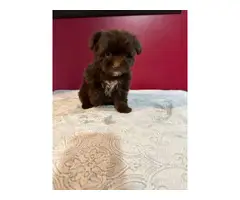 One male and one female Shih-tzu Yorkie mix puppies - 3