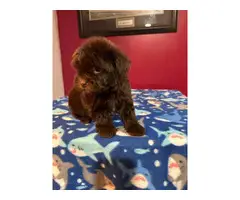 One male and one female Shih-tzu Yorkie mix puppies - 4