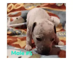 9 Bullypit puppies for sale
